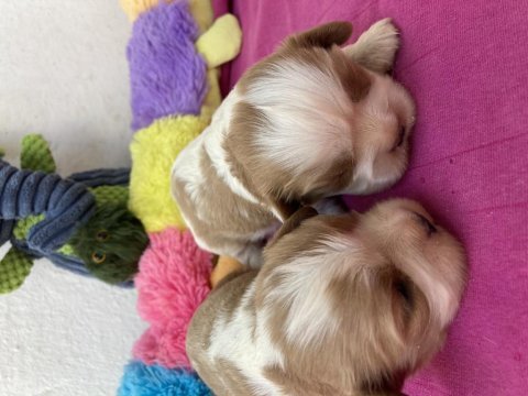 Cavalier king charles