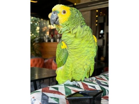 Evcil konuşan blue front california amazon papağanı