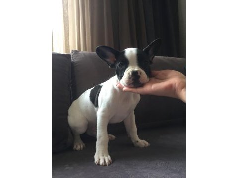 French bulldog yavrularımız henüz 30 günlük
