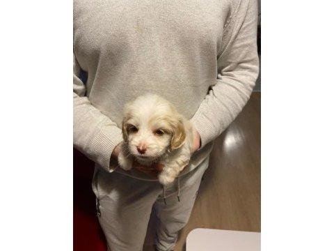 Minik maltipoo bebeğim