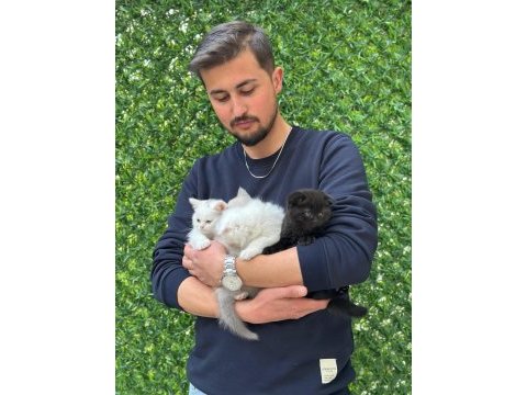 Ev ortamında yetişen british shorthair bebekler