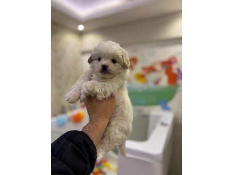 Çok tatlı 2 aylık dişi ve erkek terrier yavrular
