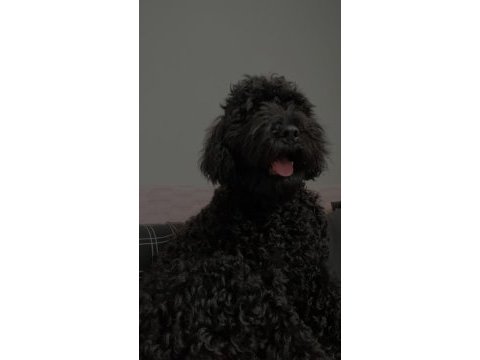 Siyah 2 numara erkek poodle