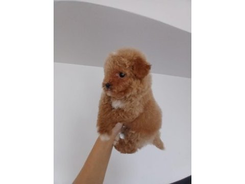 Teacup toy poodle