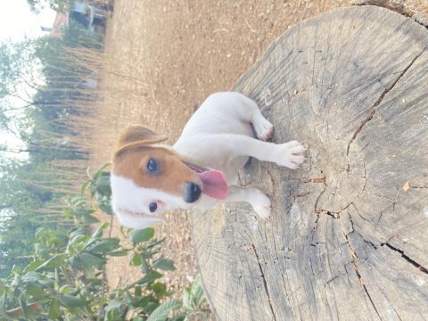 Safkan kısa bacak maskeli jack russell yavrular
