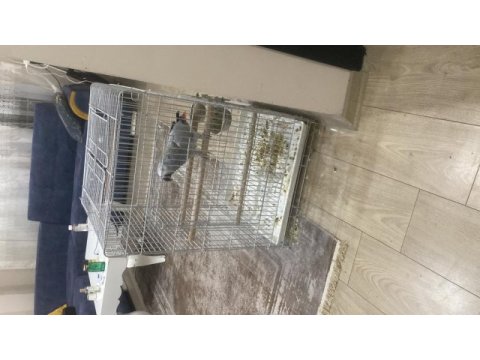 Full evcil jako papağanı