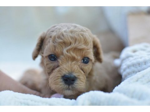 Mini maltipoo köpekler
