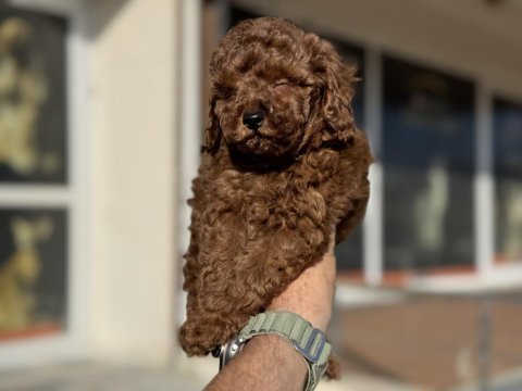 Yasal ruhsatlı çiftlikde ziyarete açık toy poodle