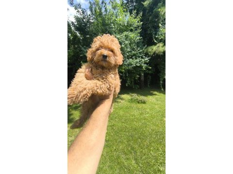 Maltipoo yavrular