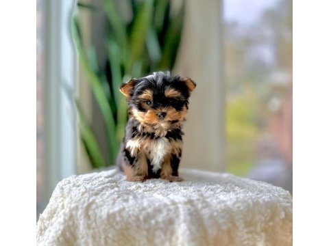 Sevimli yorkshire terrier yavrumuz yeni ailesini arıyor