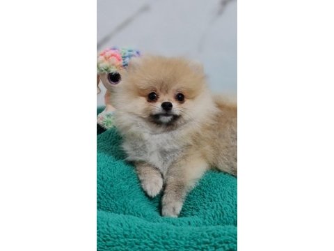 Şecereli teacup pomeranian yavrularımız