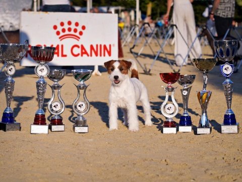 Fcı şecereli safkan ve sağlıklı jack russell terrier