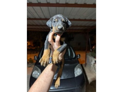 Teslime hazır doberman köpekler