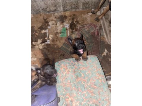 Safkan kara surat belçika malinois yavrular