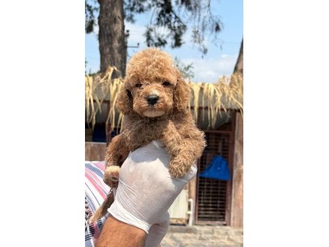 Minyatür poodle yavrularımız 