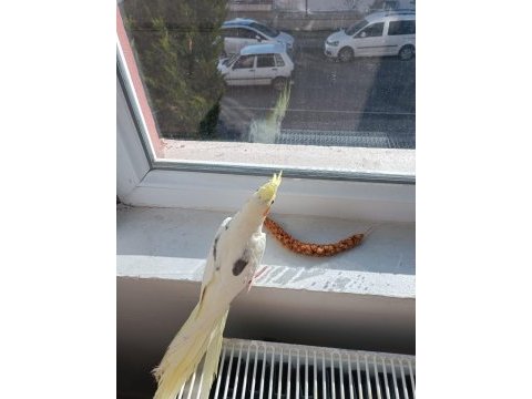 Vasıflı çift sultan papağanı