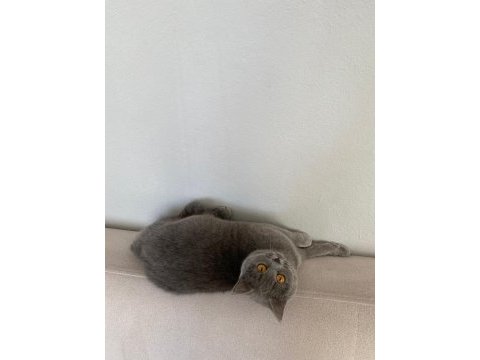 Yavru british shorthair