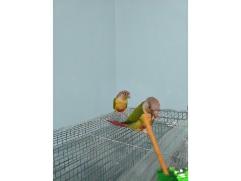 Yavru alınmış garanti konur takımı