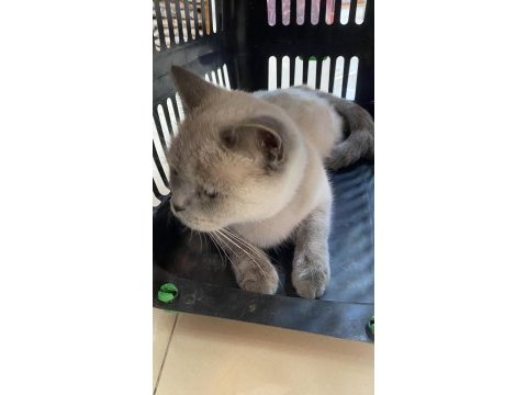 British shorthair sinbamıza yuva arıyoruz