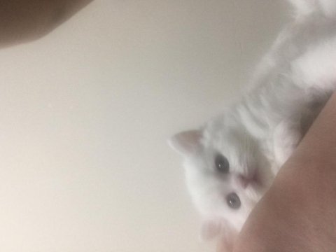 Pamuk british longhair yavrular