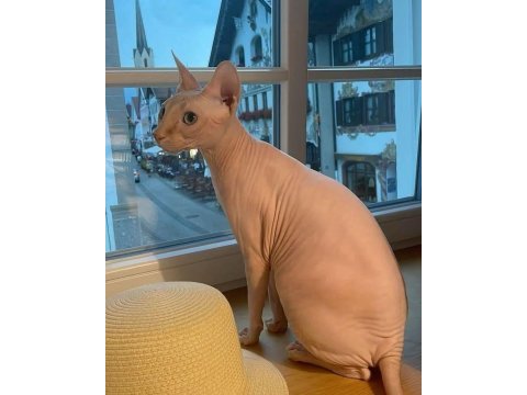 Sfenks tortie ve pembe renk orjinal yavrularımız