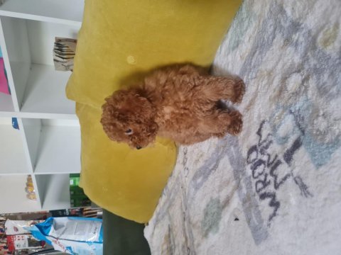 Tarım bakanlığı onaylı çiftliğimizden