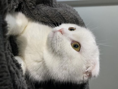 Sevimli oyuncu scottish fold minişimiz (açıklamayı okuyunuz)
