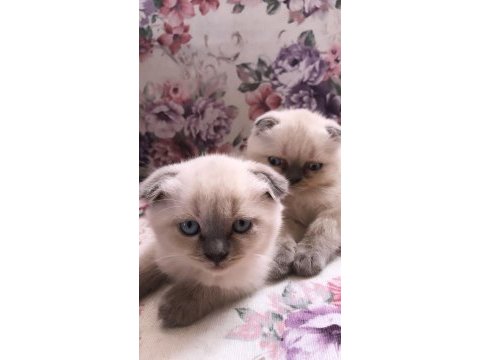 3 haftalık british shorthair blue point yavruları