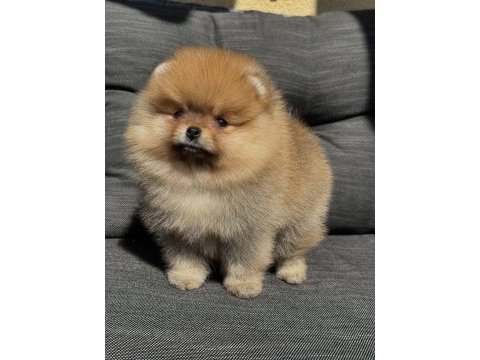 Dişi orange pomeranian bebeğim yeni yuvaya hazır