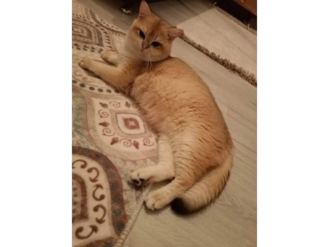 Golden british shorthair