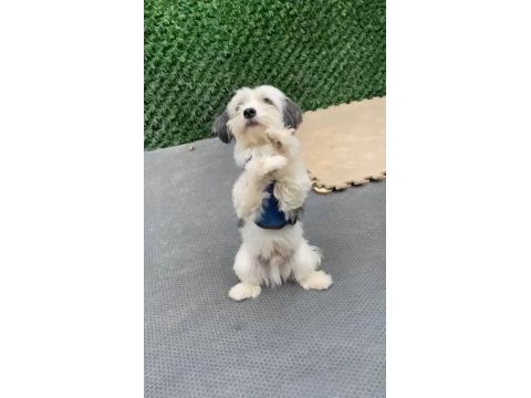 3 yaşında erkek full eğitimli maltipoo