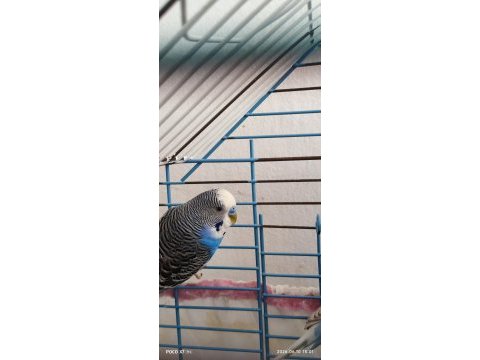 Muhabbet kuşu erkek ve dişi
