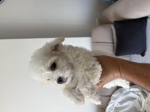 2 aylık erkek yavru safkan maltese terrier
