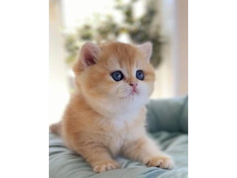 British shorthair golden ny12 - by12 ve ny11