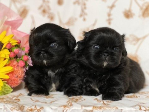 Black korekani maltipoo uygun
