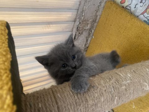 3 kardeş scottish fold