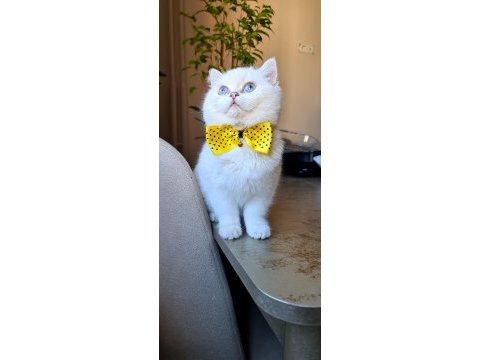 Kar beyazı british shorthair