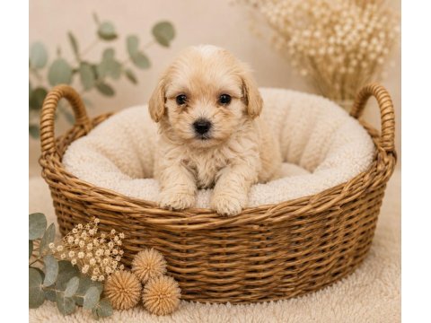 Sevgi dolu maltipoo yavrular