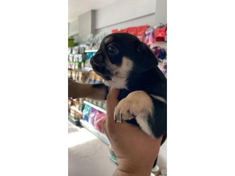 Black tan pug yavrular