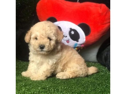 Dünya tatlısı maltipoo yavruları