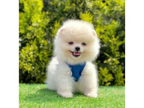Sevimli pomeranian boo yavrularımız