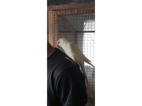 Full evcil pakistan papağanı