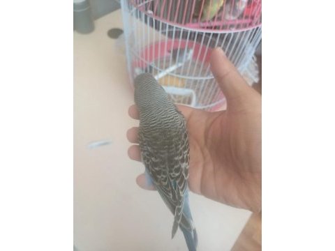 Jumbo muhabbet kuşu yavrular