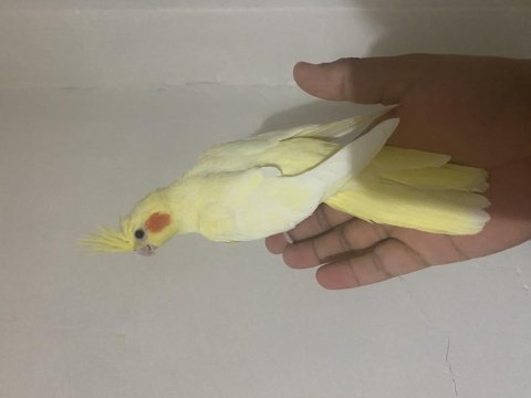 Evcil sultan papağanları yeme düştü