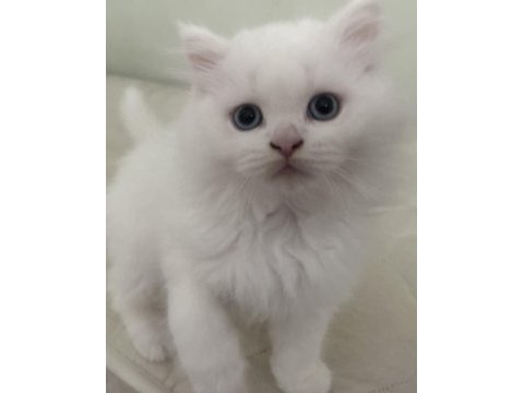 British longhair beyaz erkek 9 haftalık