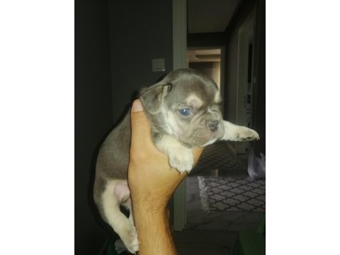 Egzotik dişi ve erkek french bulldog yavrularımız mevcut
