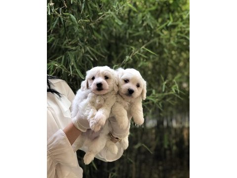 Maltese terrier yavrularım 