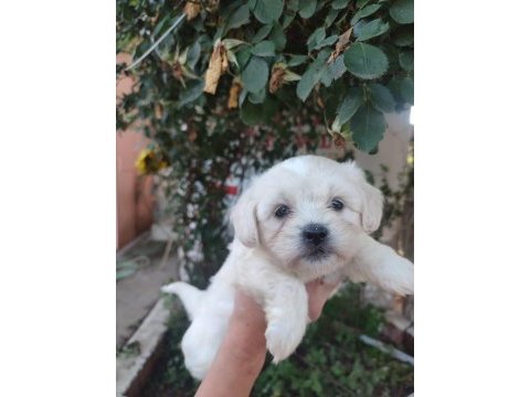 (sdk) çiftlikten numara maltese terrier köpekler