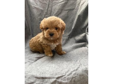 Biblo gibi maltipoo bebeklerimiz