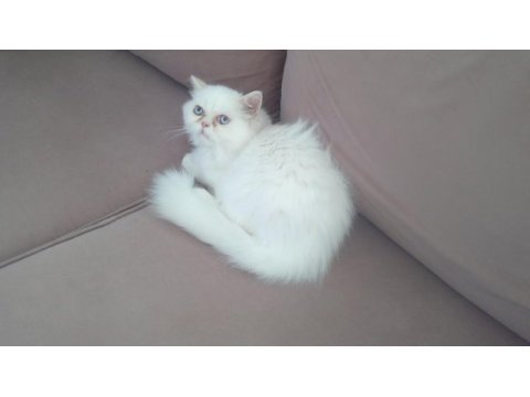 3 aylık pamuk iran kedisi kızım